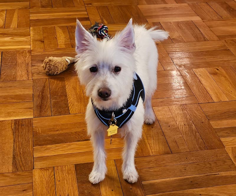 Small white terrier with a neat trim and black harness standing on a parquet floor looking up
