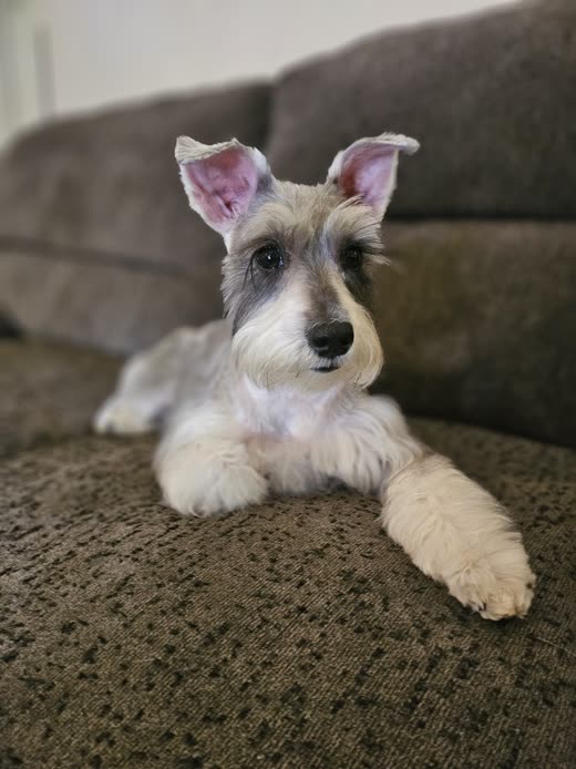 Miniature schnauzer with a fresh breed-standard cut, trimmed beard and eyebrows, lying on a grey sofa