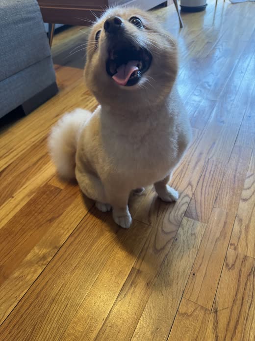 Cream Pomeranian with a fresh short body trim sitting on a hardwood floor looking up